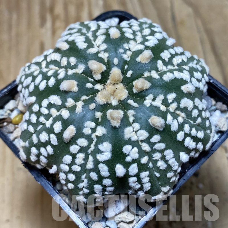 SH20159 Astrophytum asterias ‘Super Kabuto Star Shape’