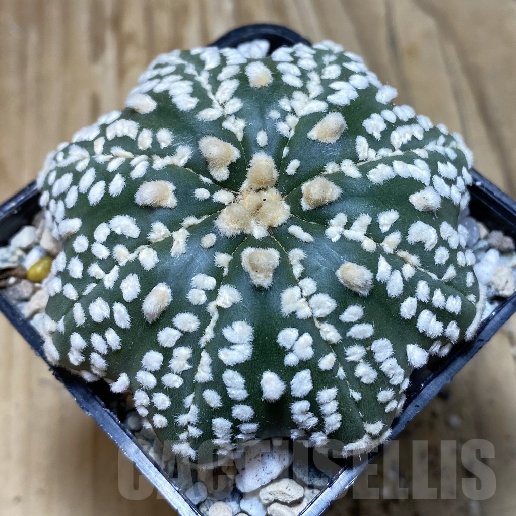 SH20159 Astrophytum asterias ‘Super Kabuto Star Shape’