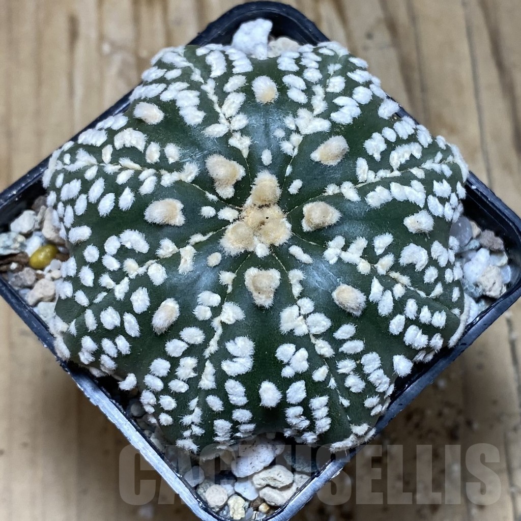 SH20159 Astrophytum asterias ‘Super Kabuto Star Shape’ – Image 2