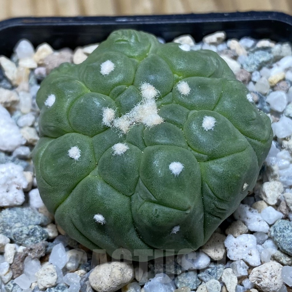 SH20160 Astrophytum asterias ‘Kikko Lizard Skin’