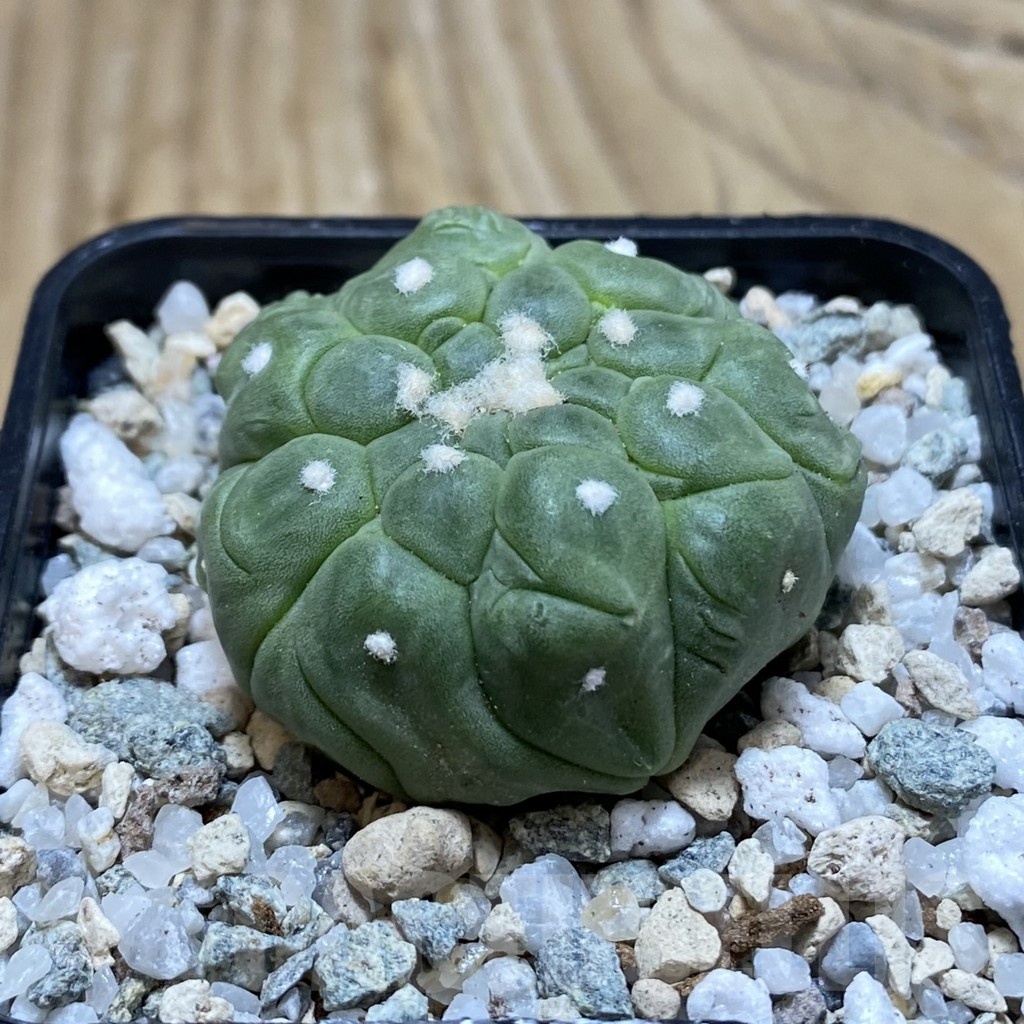 SH20160 Astrophytum asterias ‘Kikko Lizard Skin’ – Bild 2