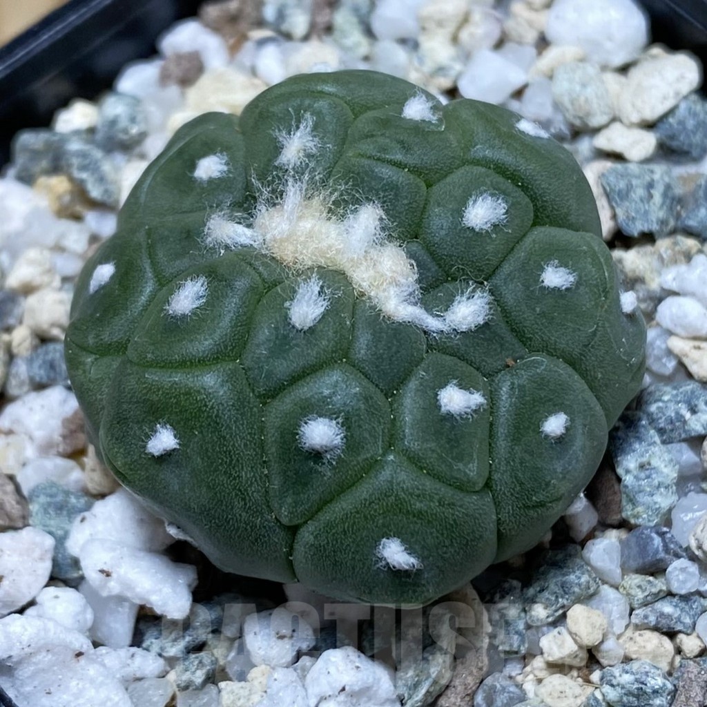SH20161 Astrophytum asterias ‘Kikko Lizard Skin’ f. cristata
