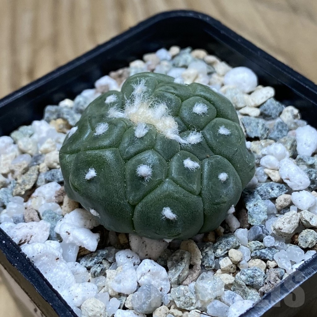 SH20161 Astrophytum asterias ‘Kikko Lizard Skin’ f. cristata – Bild 2