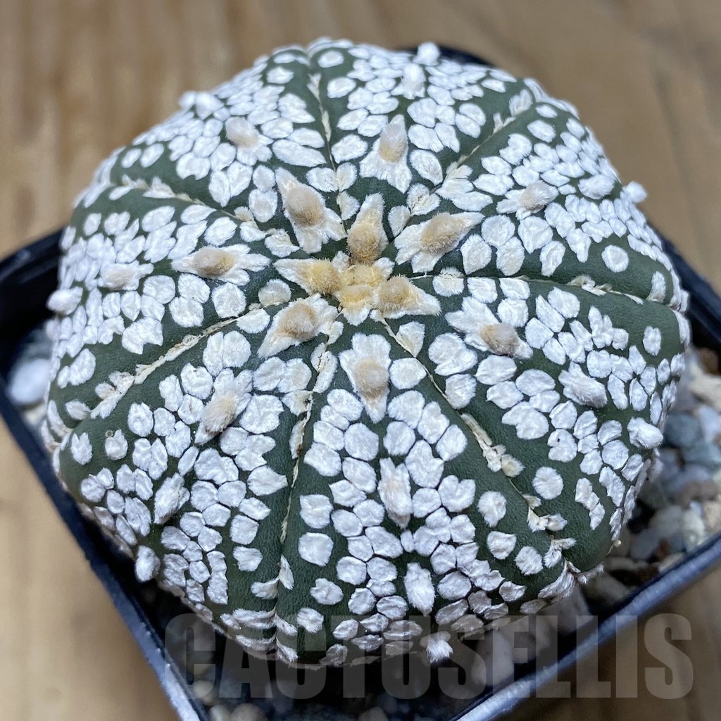 SH20138 Astrophytum asterias ‘Super Kabuto’ V-type