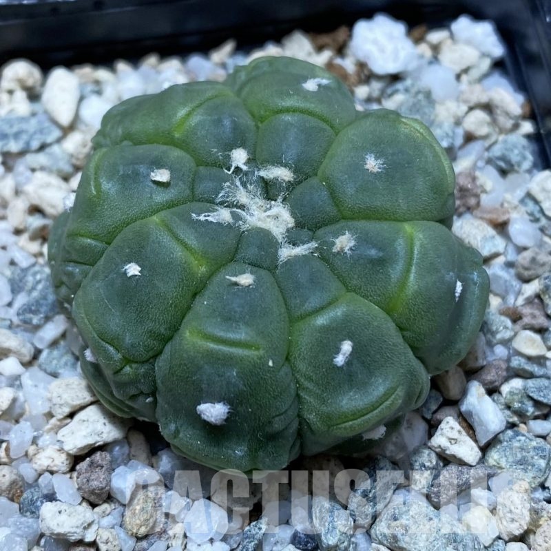 SH20162 Astrophytum asterias ‘Kikko Lizard Skin’