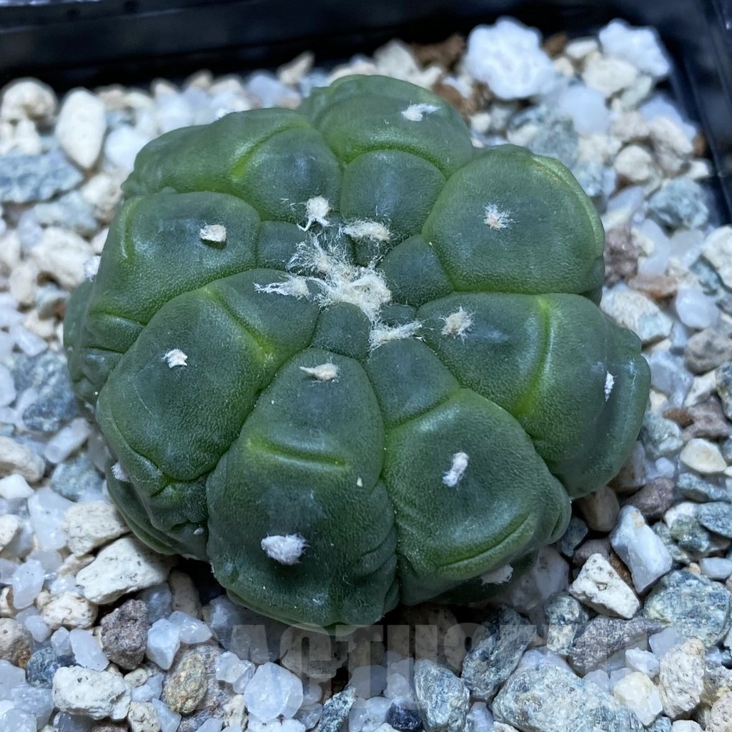 SH20162 Astrophytum asterias ‘Kikko Lizard Skin’