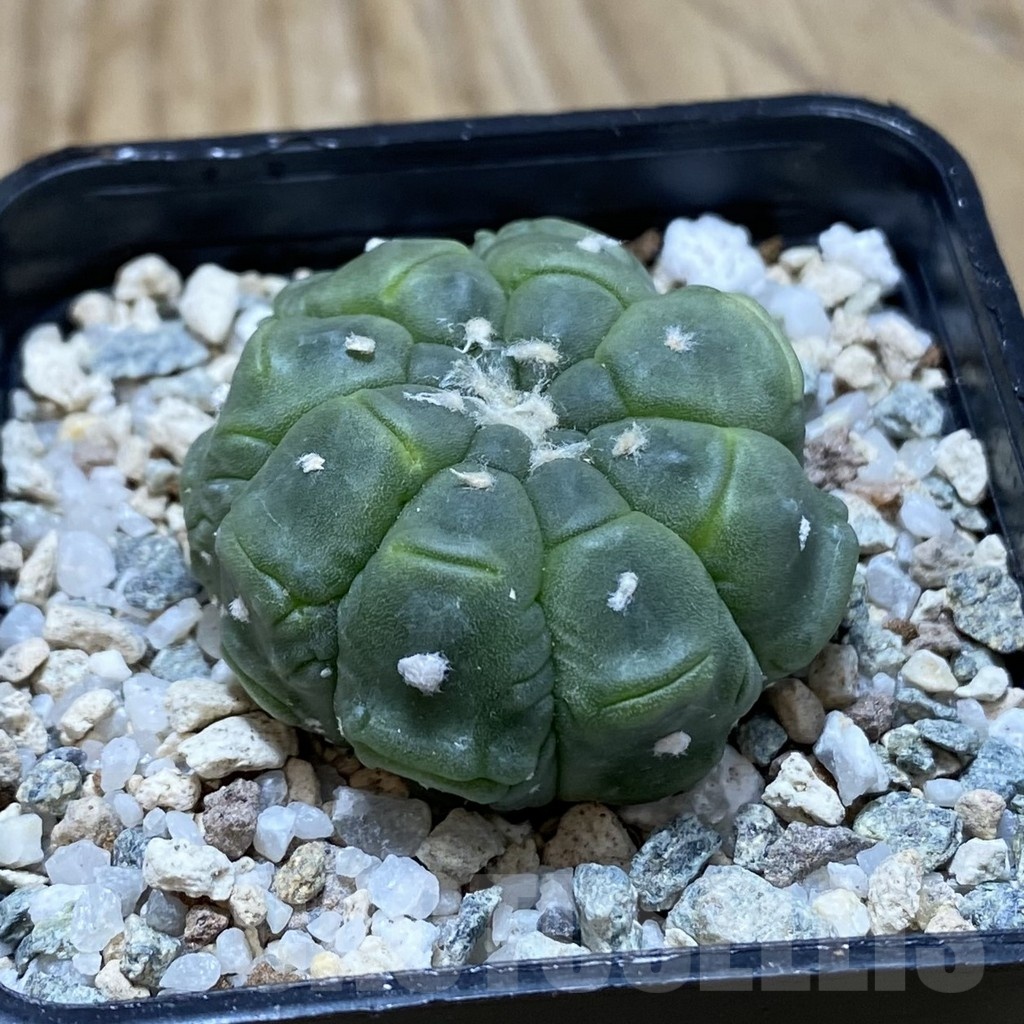 SH20162 Astrophytum asterias ‘Kikko Lizard Skin’ - Зображення 2