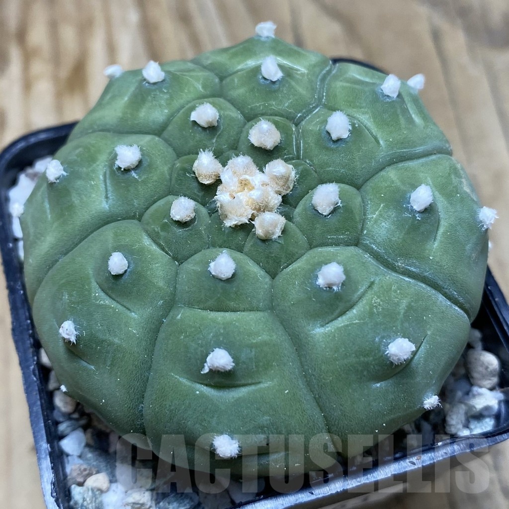 SH20163 Astrophytum asterias ‘Kikko'