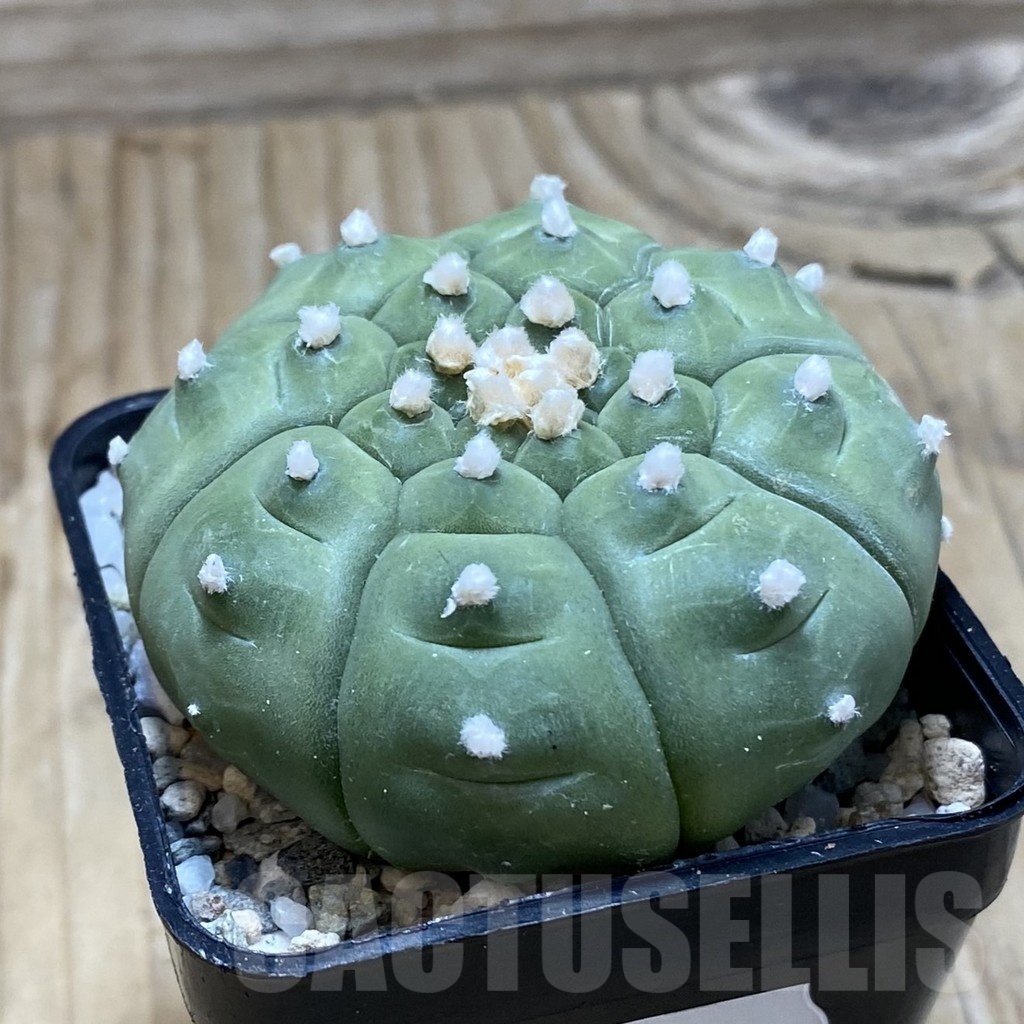 SH20163 Astrophytum asterias ‘Kikko' - immagine 2