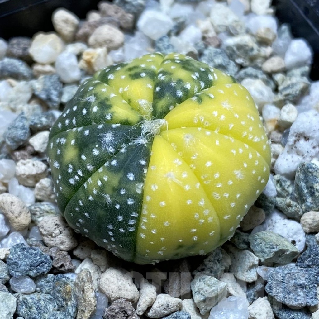 SH20164 Astrophytum asterias f. variegata