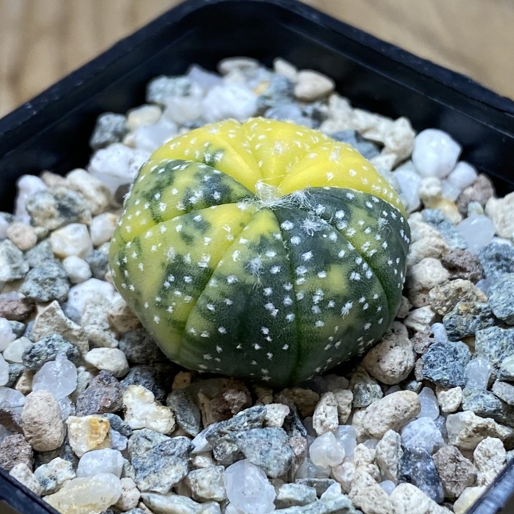 SH20164 Astrophytum asterias f. variegata - Зображення 2