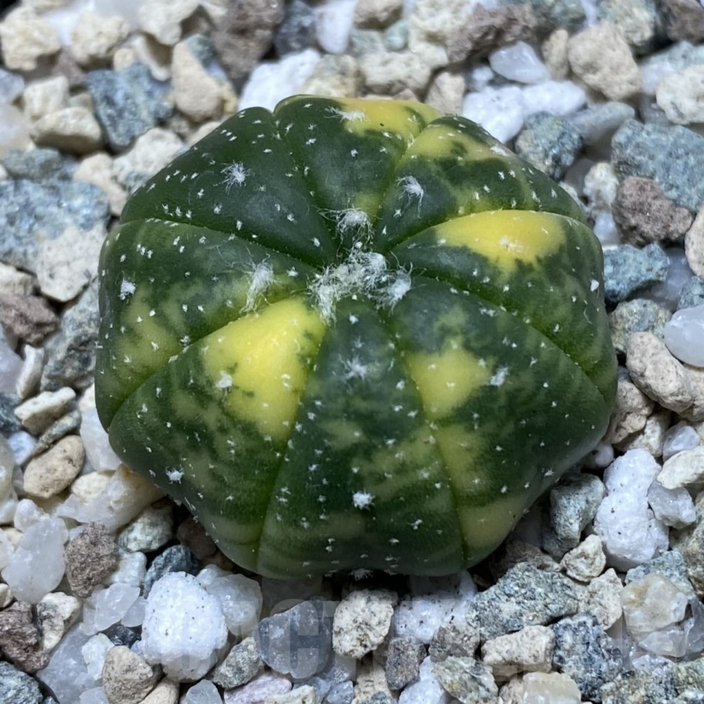 SH20165 Astrophytum asterias f. variegata