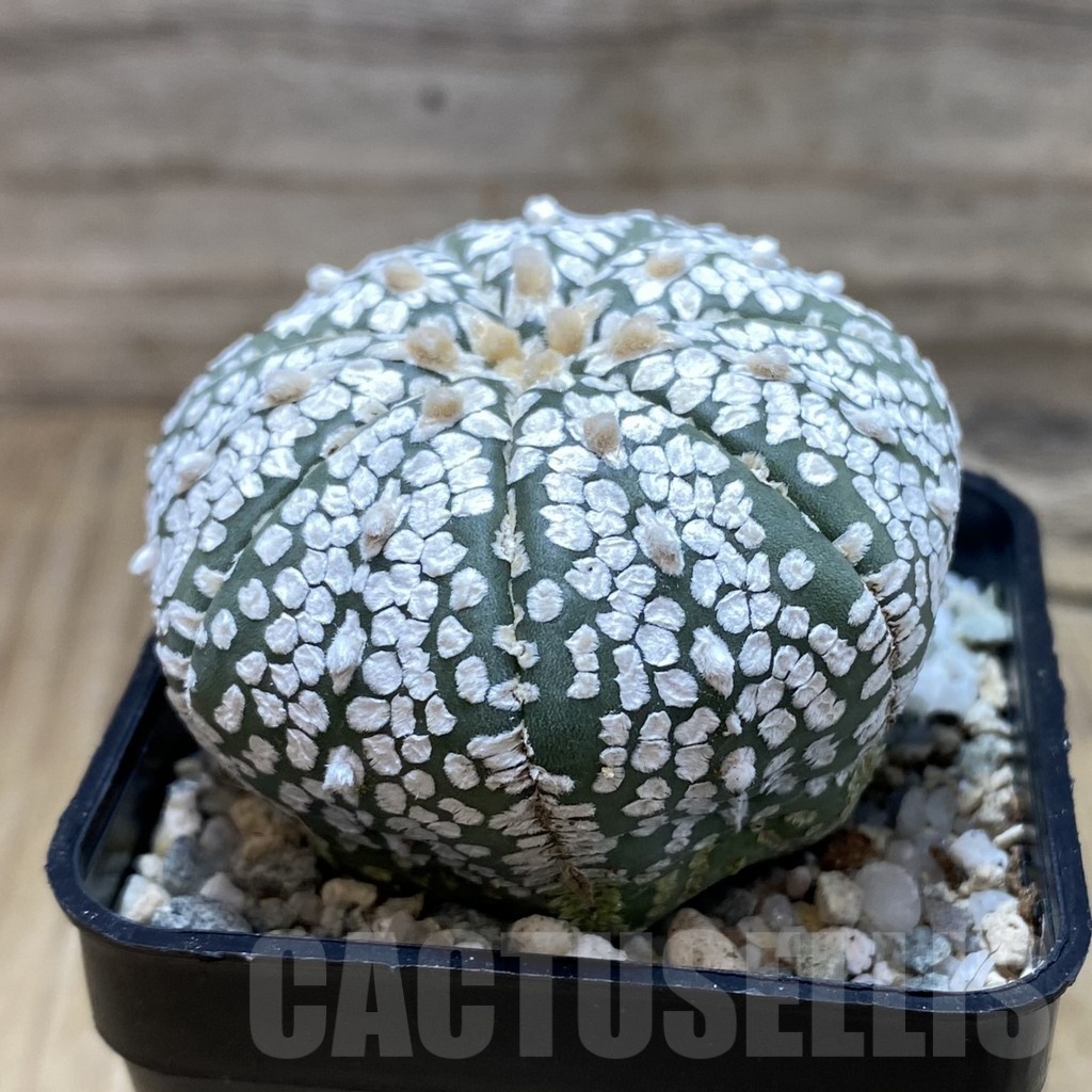 SH20138 Astrophytum asterias ‘Super Kabuto’ V-type - Image 2