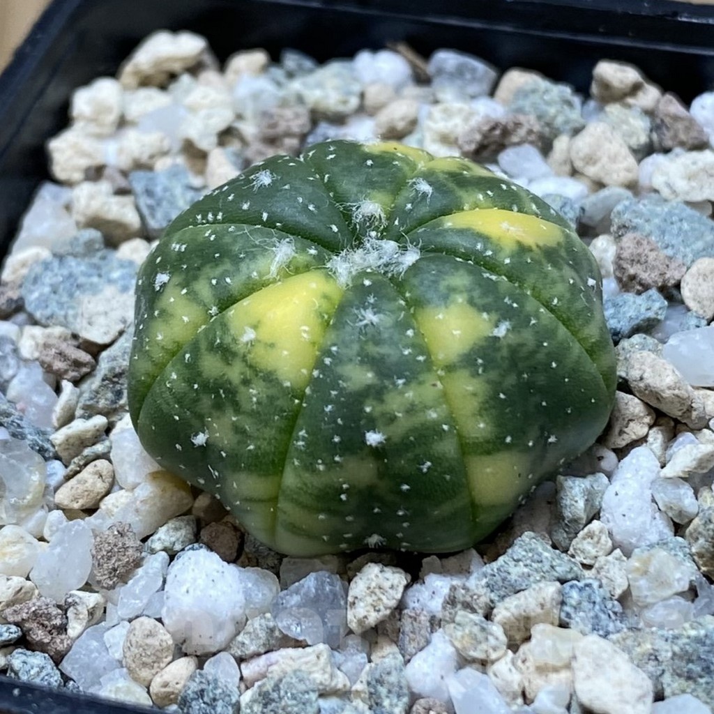 SH20165 Astrophytum asterias f. variegata - Image 2