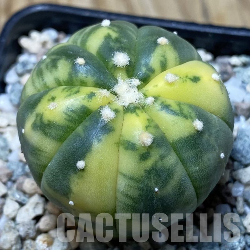SH20166 Astrophytum asterias f. variegata