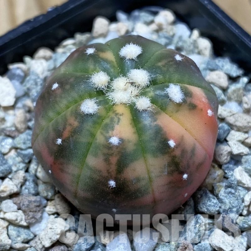 SH20167 Astrophytum asterias ‘Red Purple Skin’ f. variegata