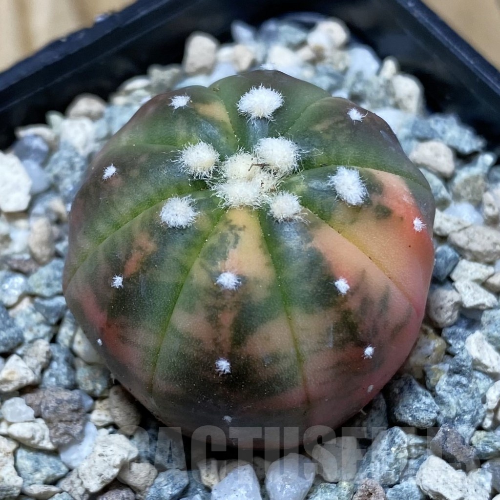 SH20167 Astrophytum asterias ‘Red Purple Skin’ f. variegata