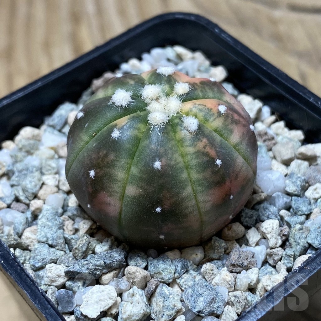 SH20167 Astrophytum asterias ‘Red Purple Skin’ f. variegata - Image 2
