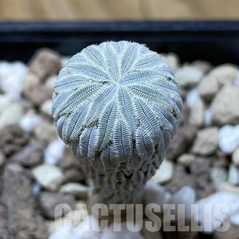 SH20303 Pelecyphora aselliformis seedling , own roots