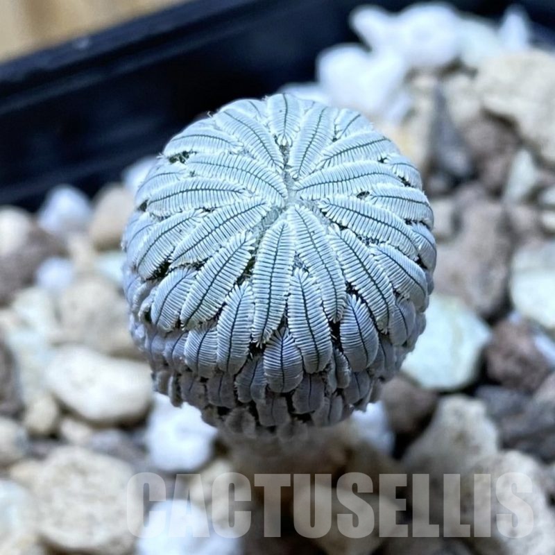 SH20304 Pelecyphora aselliformis seedling , own roots