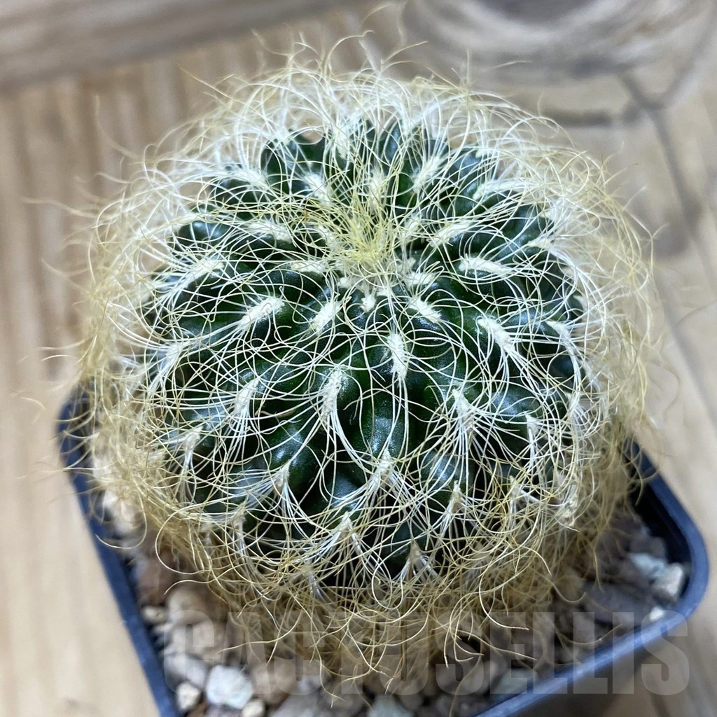 SH20305 Sulcorebutia patriciae