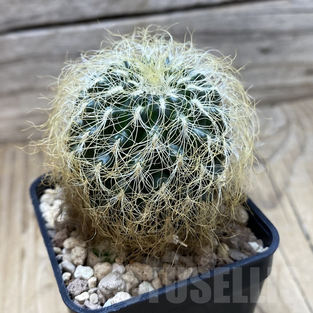 SH20305 Sulcorebutia patriciae - Image 2