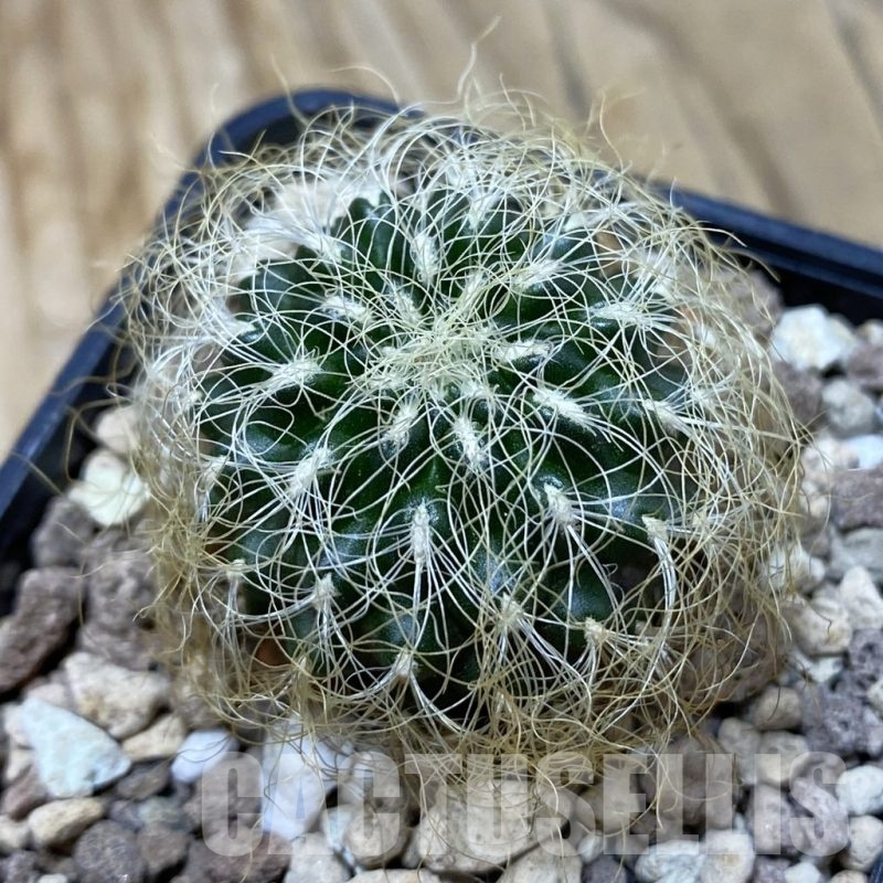 SH20306 Sulcorebutia patriciae