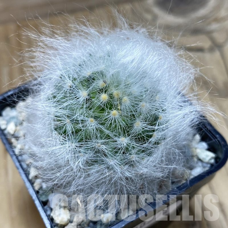 SH20274 Mammillaria guelzowiana LAU 640
