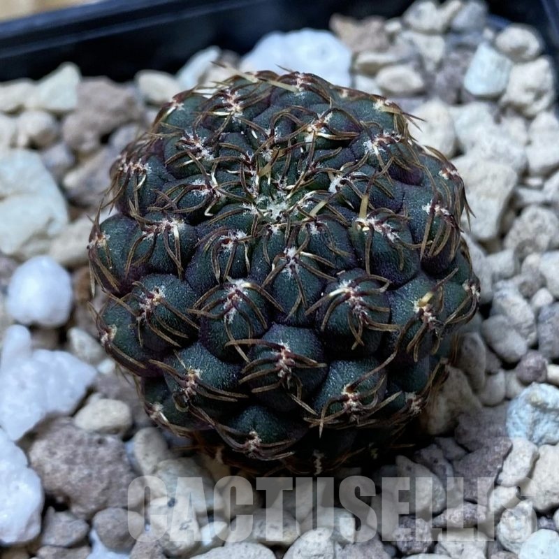SH20307 Sulcorebutia callichroma HS 078