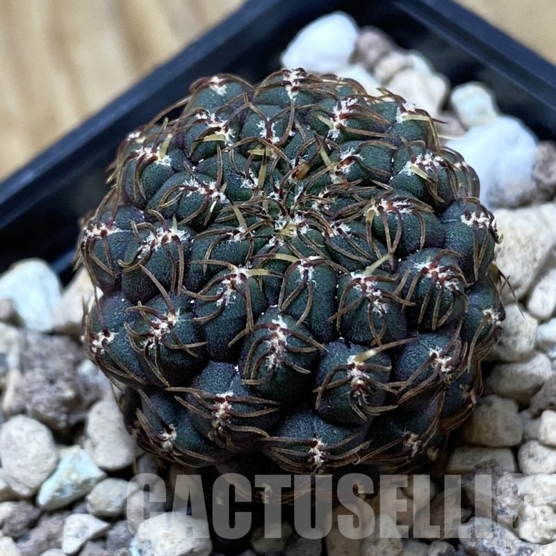 SH20308 Sulcorebutia callichroma HS 078