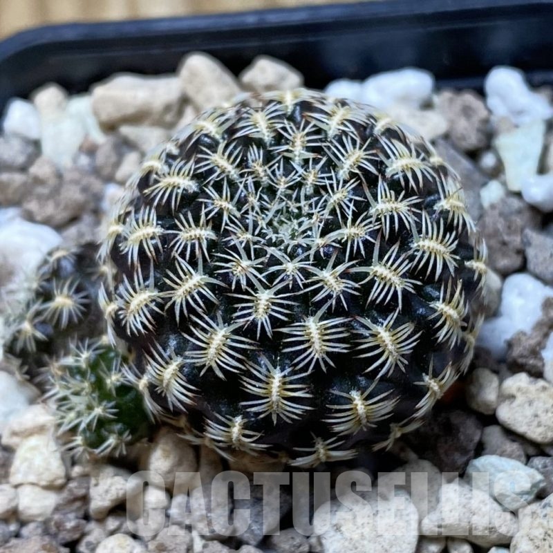 SH20309 Sulcorebutia augustinii LH 1721