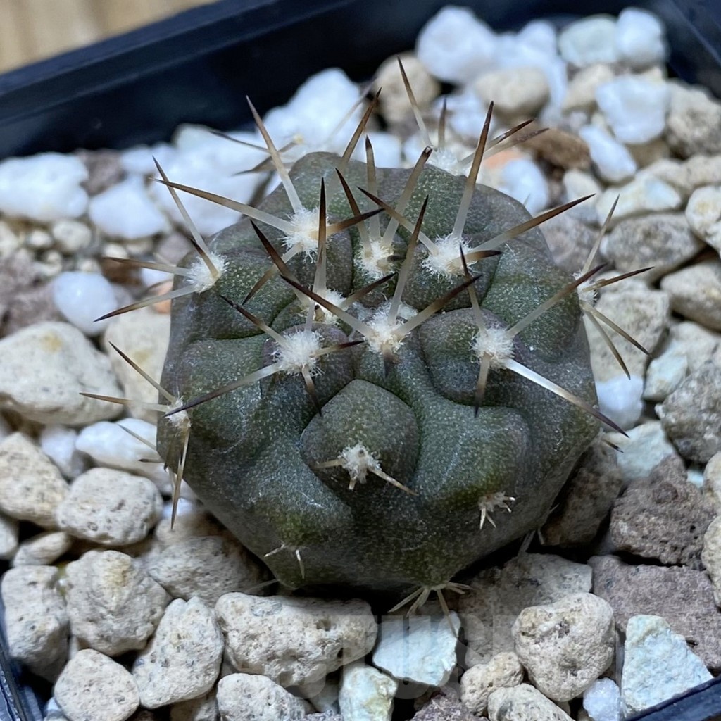 SH20312 Copiapoa cinerea v. albispina PHA 3028