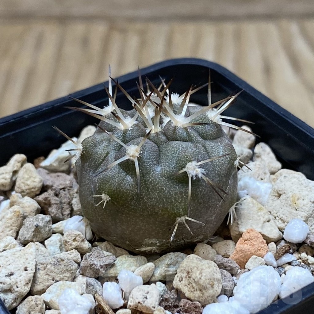 SH20312 Copiapoa cinerea v. albispina PHA 3028 - Image 2