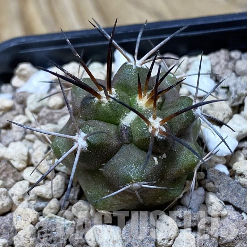 SH20313 Copiapoa coquimbana v. alticostata GCG 15344