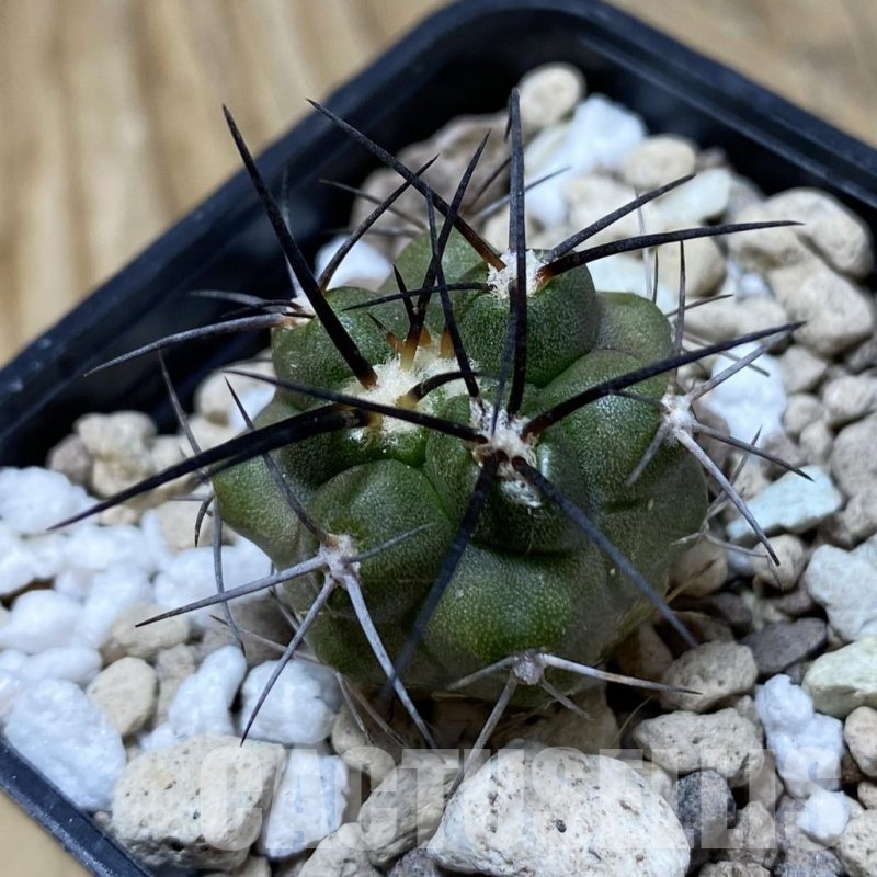 SH20314 Copiapoa coquimbana v. baderi GCG 15014