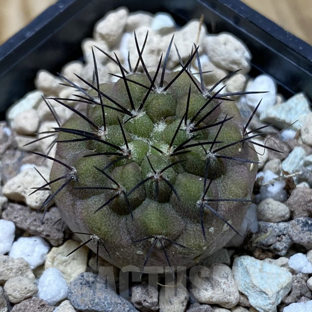 SH20316 Copiapoa longistaminea SL 23-24