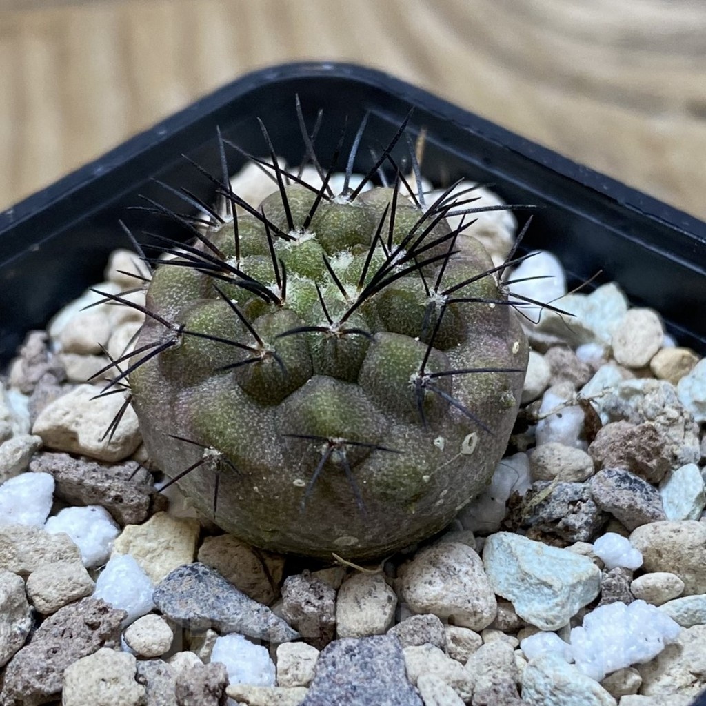 SH20316 Copiapoa longistaminea SL 23-24 - Image 2