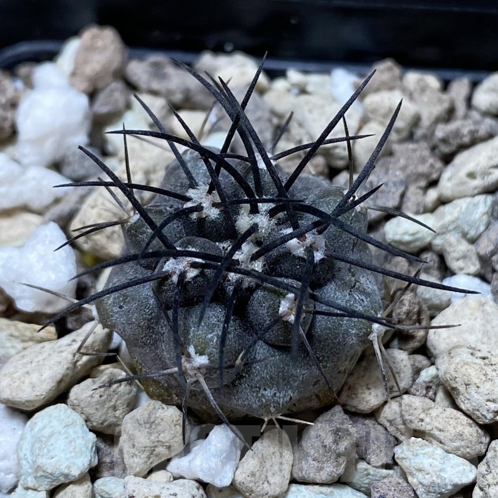 SH20317 Copiapoa griseoviolacea ASK 582, seedling