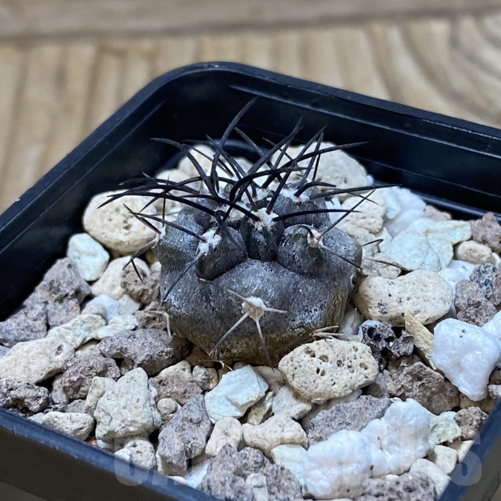 SH20317 Copiapoa griseoviolacea ASK 582, seedling - 画像 (2)