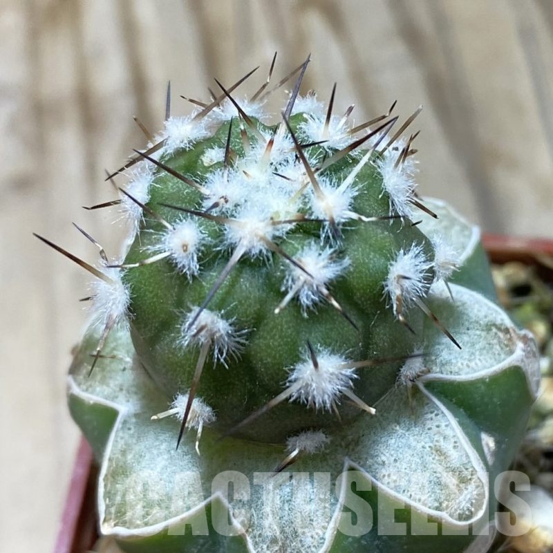SH20319 Copiapoa cinerea PL 139 A, grafted