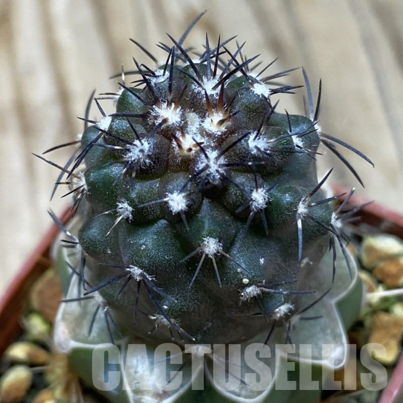 SH20320 Copiapoa griseoviolacea KL 17-041, grafted