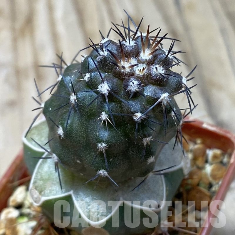 SH20321 Copiapoa griseoviolacea KL 17-041, grafted