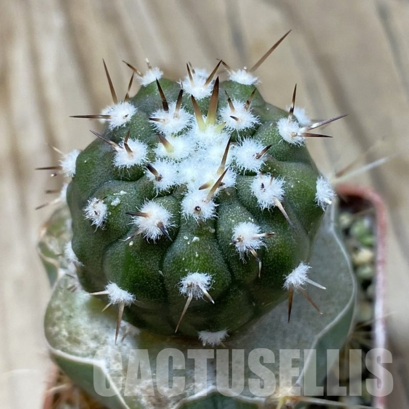 SH20323 Copiapoa cinerea PL 140 A, grafted