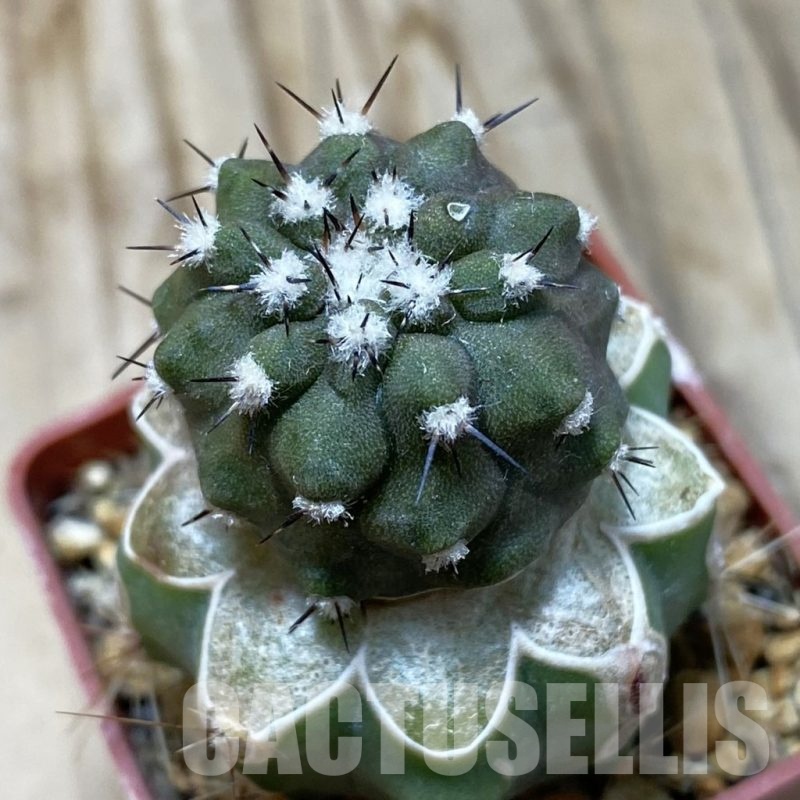SH20325 Copiapoa cinerea JN 2048 , grafted