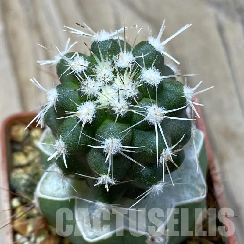 SH20326 Copiapoa chaniaralensis PHA 2459, grafted