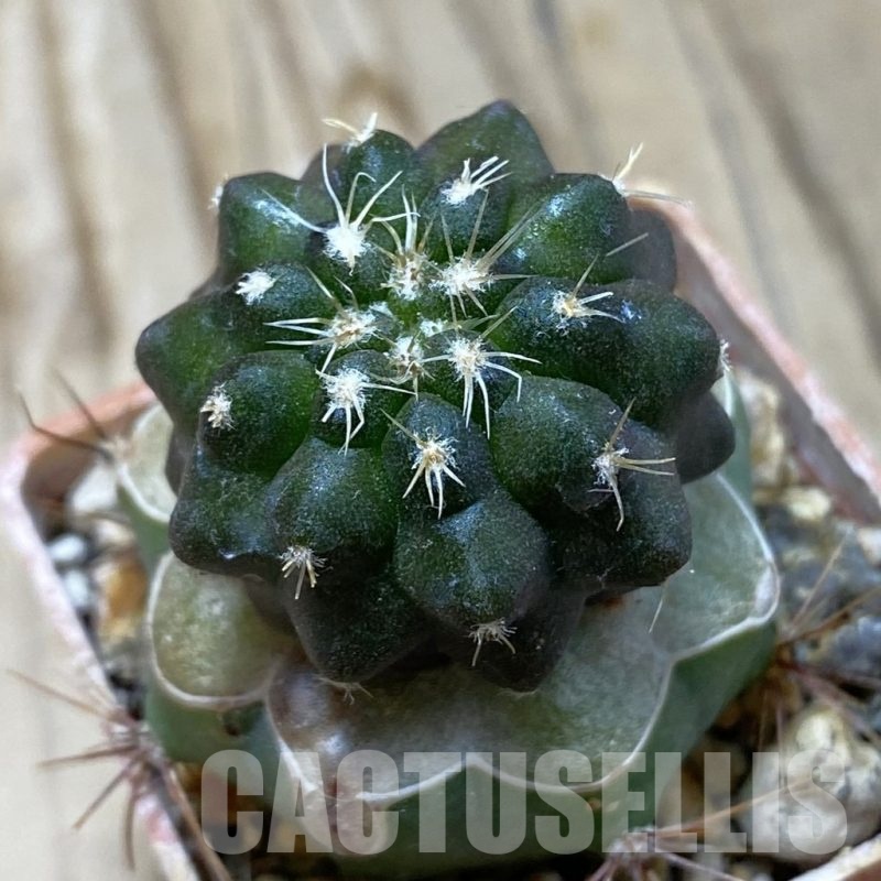 SH20327 Copiapoa chaniaralensis PHA 2459, grafted