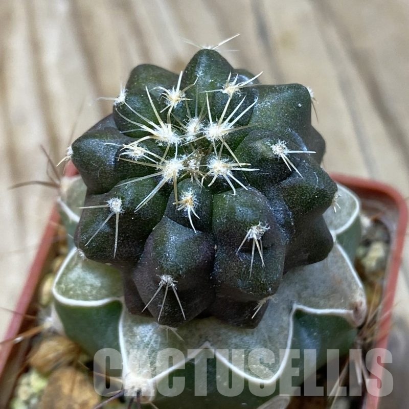 SH20328 Copiapoa chaniaralensis PHA 2459, grafted