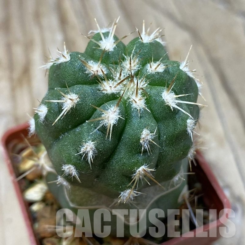 SH20329 Copiapoa chaniaralensis PHA 2459, grafted