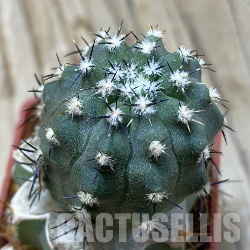 SH20330 Copiapoa calderana PHA 2434, grafted