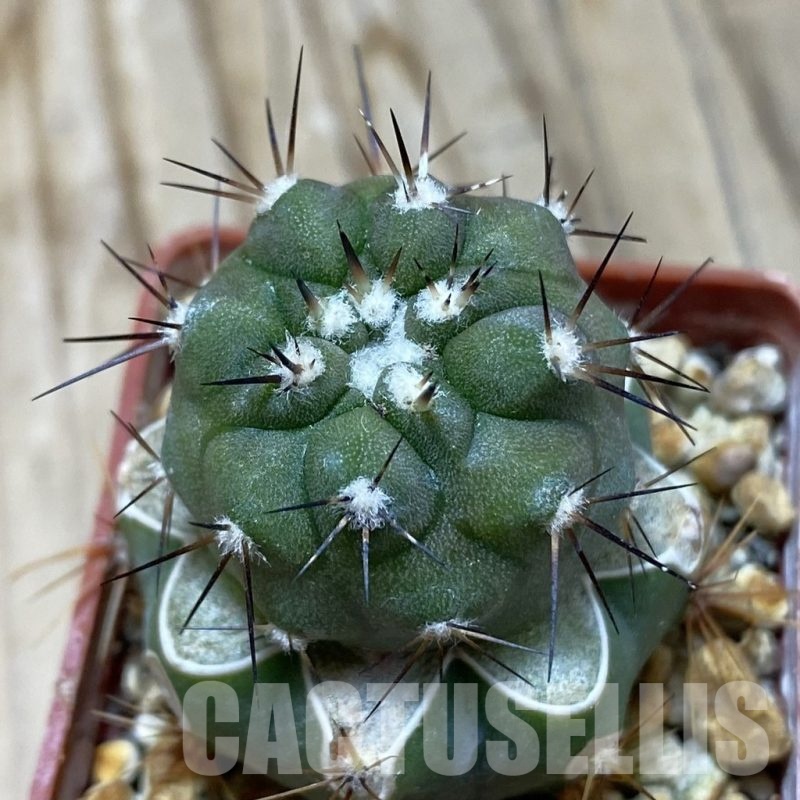 SH20331 Copiapoa calderana PHA 2434, grafted